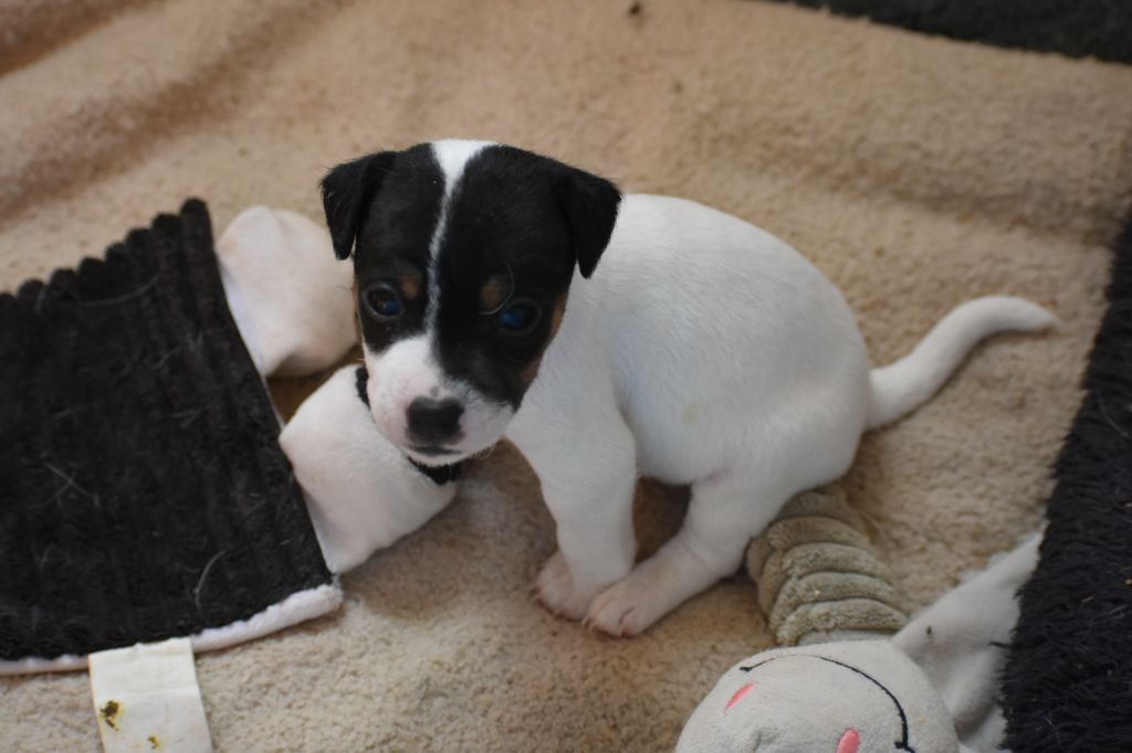 Du Bois H - Chiot disponible  - Parson Russell Terrier