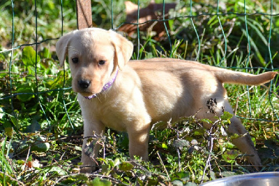 Du Bois H - Labrador Retriever - Portée née le 22/10/2023