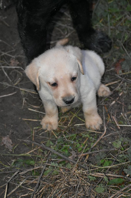 Du Bois H - Labrador Retriever - Portée née le 22/10/2023