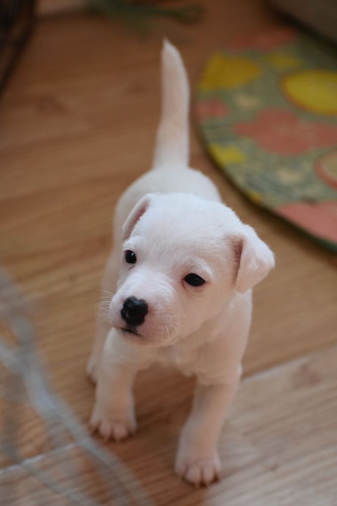 Du Bois H - Chiot disponible  - Parson Russell Terrier