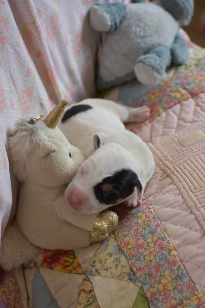 Du Bois H - Chiots disponibles - Parson Russell Terrier