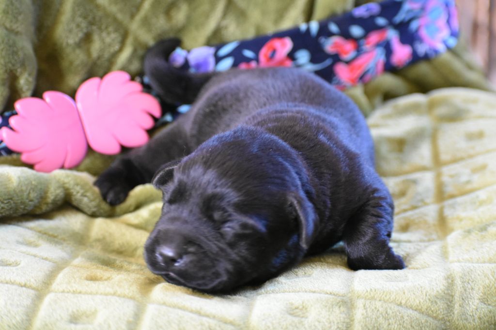 Du Bois H - Chiots disponibles - Labrador Retriever
