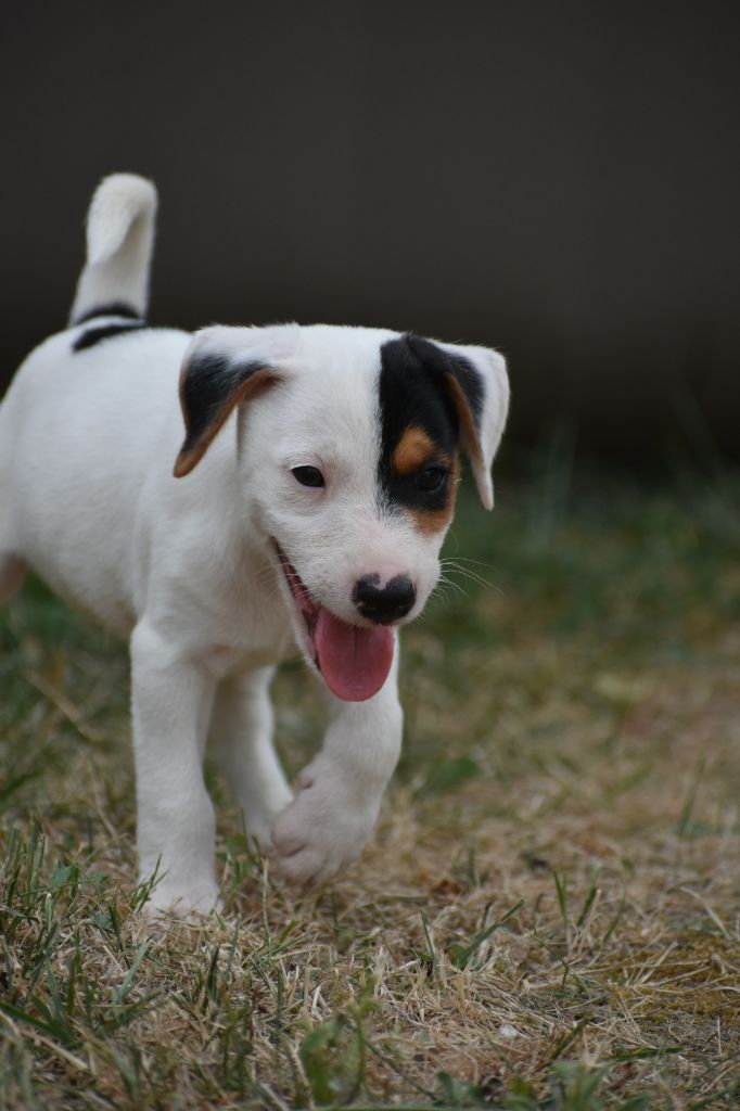 Du Bois H - Chiots disponibles - Parson Russell Terrier