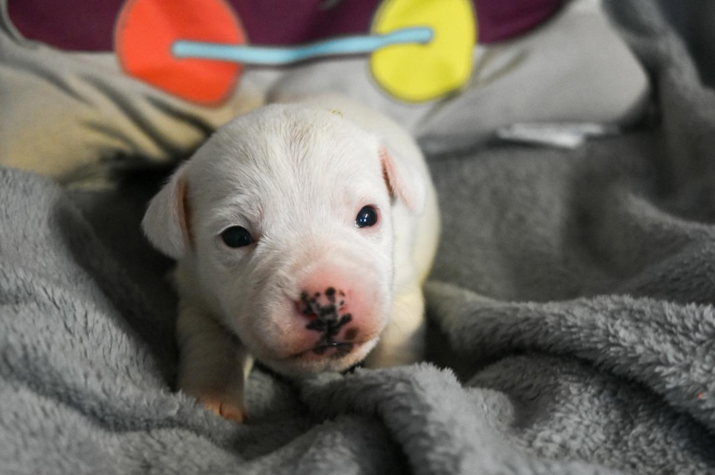 Du Bois H - Chiots disponibles - Parson Russell Terrier