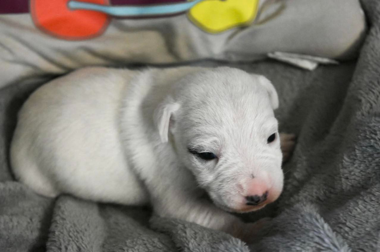 Du Bois H - Chiots disponibles - Parson Russell Terrier
