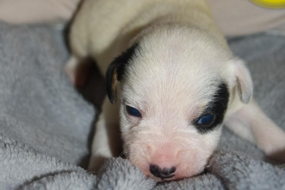 Du Bois H - Chiots disponibles - Parson Russell Terrier