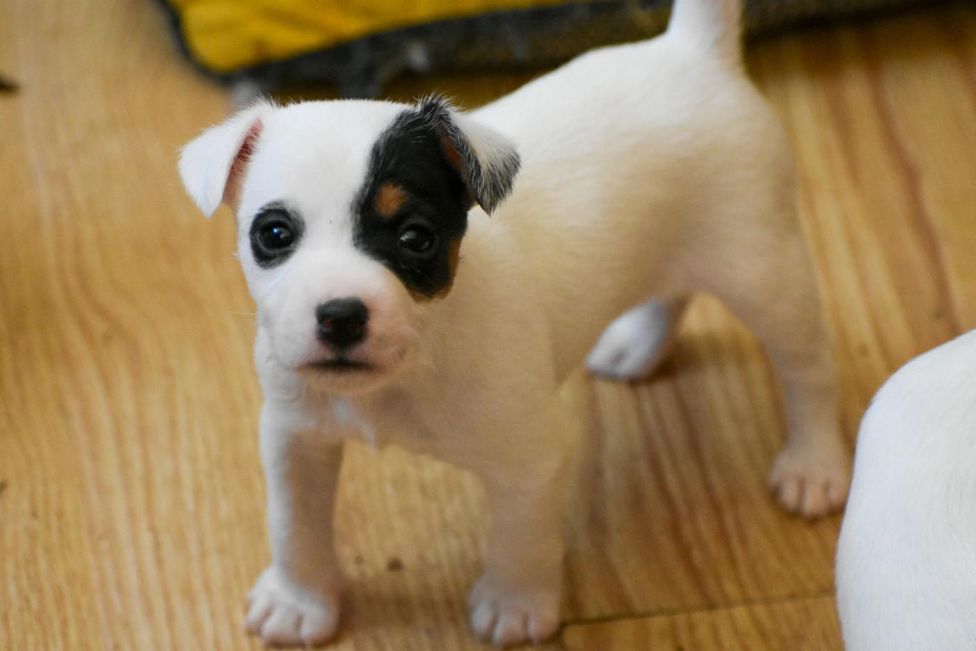 Du Bois H - Chiots disponibles - Parson Russell Terrier