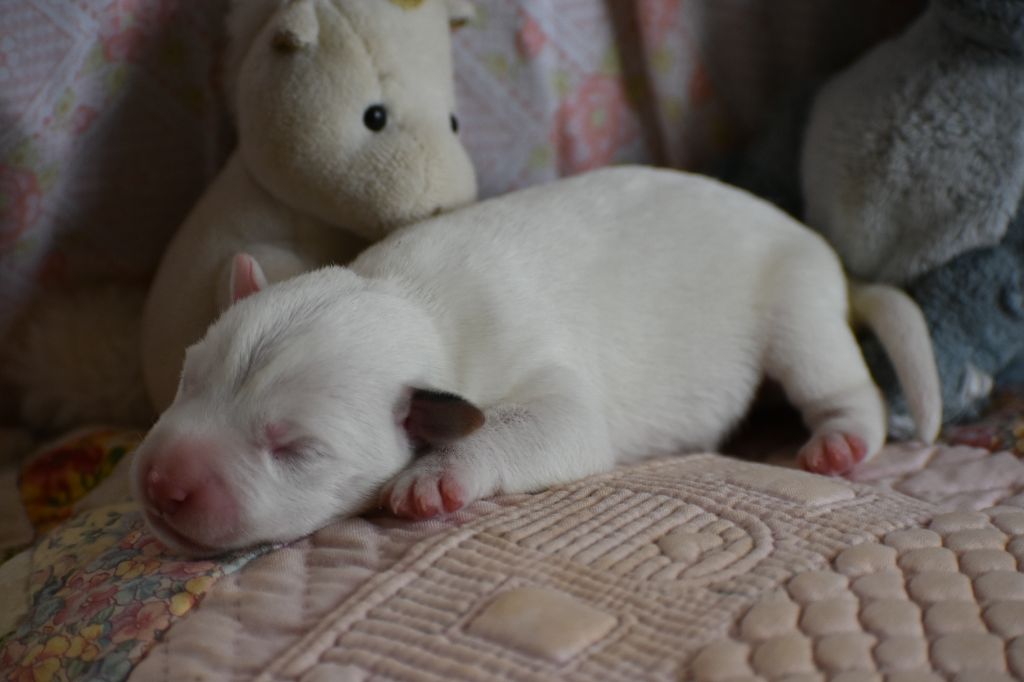 Du Bois H - Chiots disponibles - Parson Russell Terrier