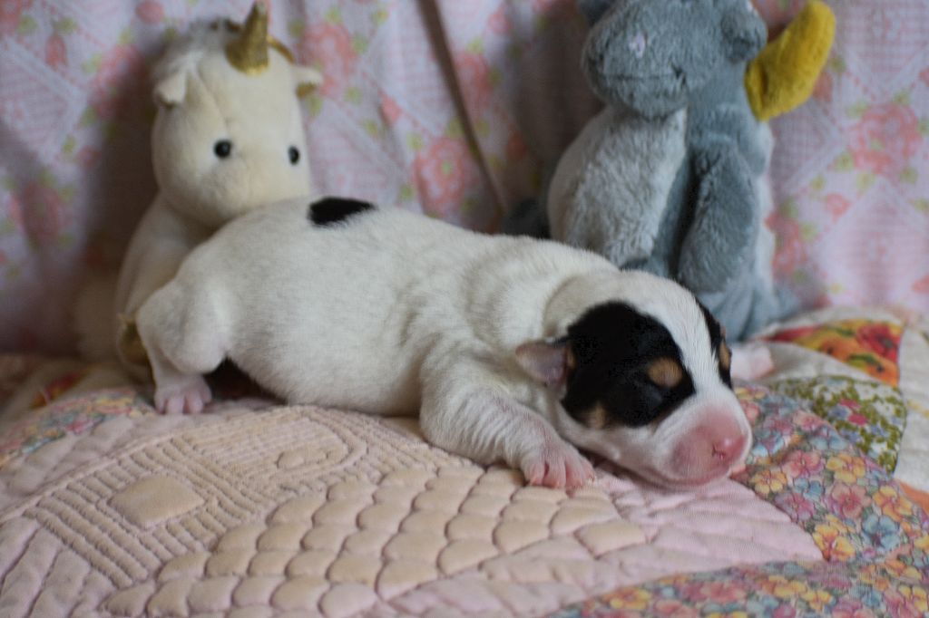 Du Bois H - Chiots disponibles - Parson Russell Terrier