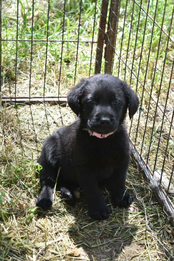 Du Bois H - Chiots disponibles - Labrador Retriever