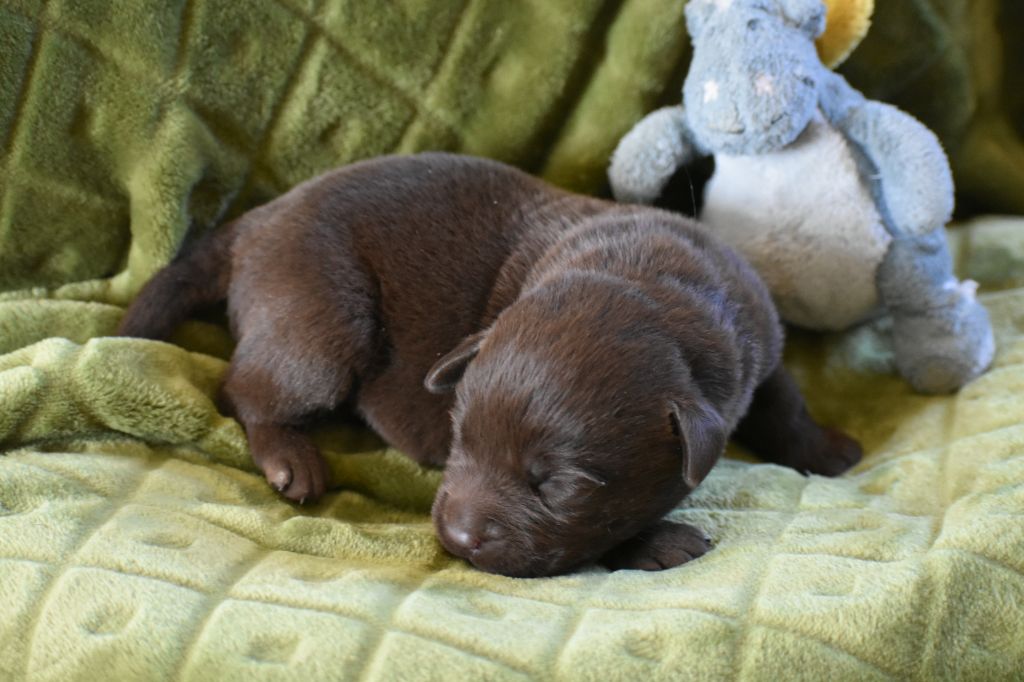 Du Bois H - Chiots disponibles - Labrador Retriever