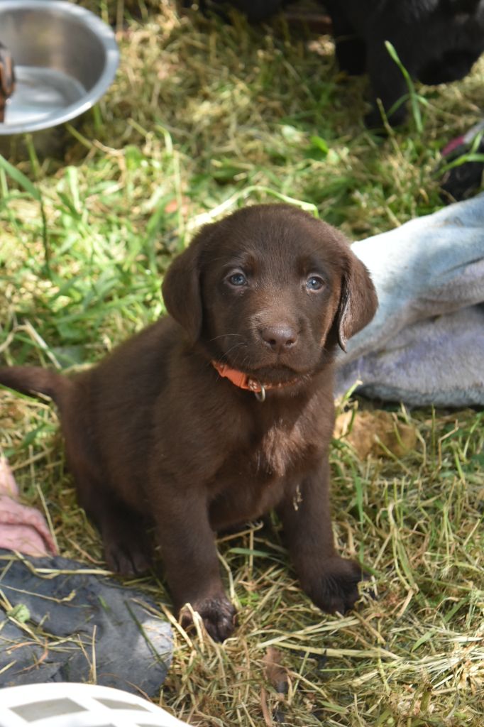 Du Bois H - Chiots disponibles - Labrador Retriever