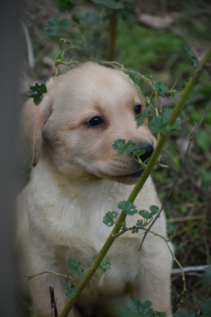 Du Bois H - Labrador Retriever - Portée née le 10/10/2023