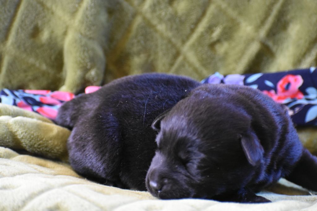 Du Bois H - Chiots disponibles - Labrador Retriever