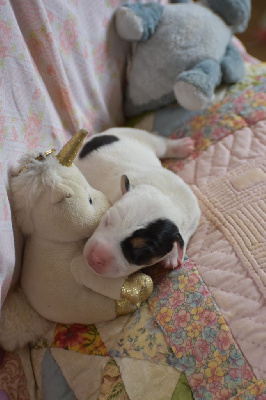 CHIOT 3