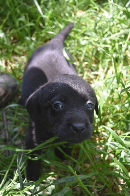 CHIOT 5
