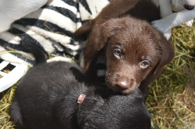 CHIOT 1
