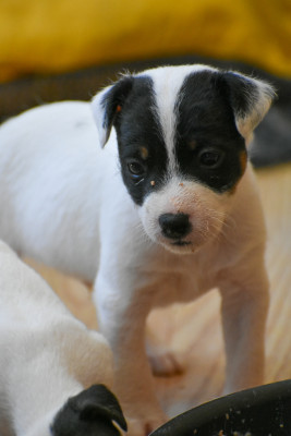 Bandit