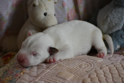 CHIOT 2