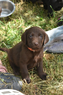 CHIOT 2