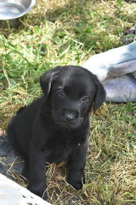 CHIOT 3