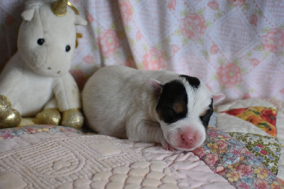 CHIOT 4
