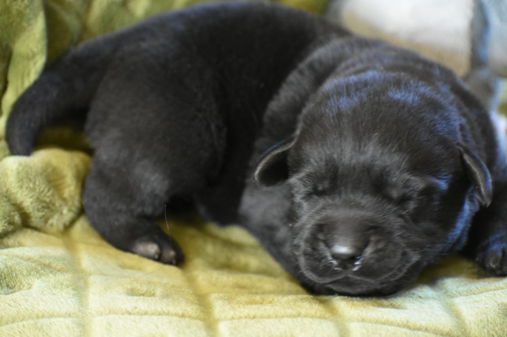 Du Bois H - Chiots disponibles - Labrador Retriever